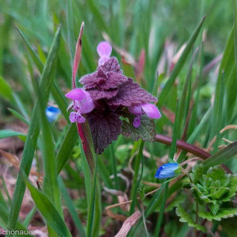 Purpur-Taubnessel - Wildkräuter im Frühling