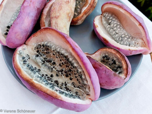 Akebia Frucht - skuriles Naschobst, Exotische Kletterpflanze für den Garten