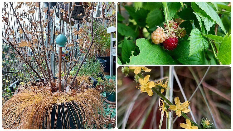 Wildkräuter und Obst am begrünen den artenreichen Balkongarten