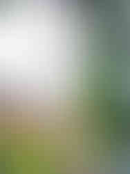 Spatzenbande sucht Unterschlupf am Balkon