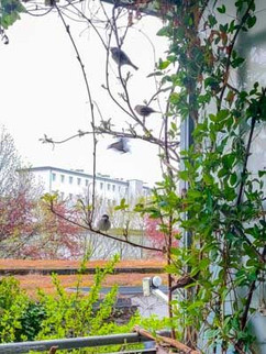 Spatzenbande sucht Unterschlupf am Balkon
