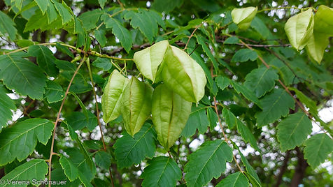 Klimabaum Blasenesche, Balgfrüchte, Link zu der Baumvorstellung Blasenbaum
