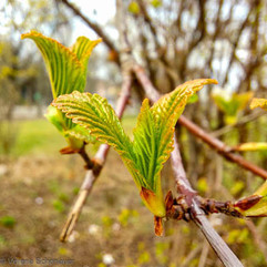 Blattaustrieb von WInterblüher WInterschneeball im Garten