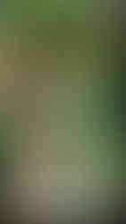 Insekten am Balkongarten - Schwarze Holzbiene beim Nektar sammeln am Veilchen