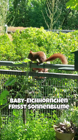 Eichhörnchen labt sich an Sonnenblume am Balkongarten
