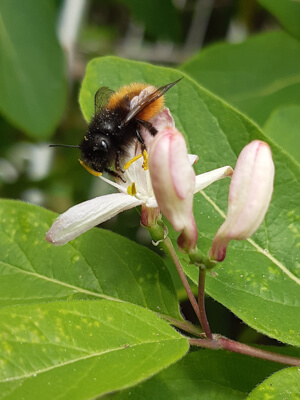 Gehörnte Mauerbiene an Lonicera - Futterpflanzen für Wildbienen