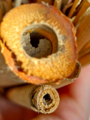 Pflanzenstängel mit Erdverschluss, Nisthilfe für Wildbienen