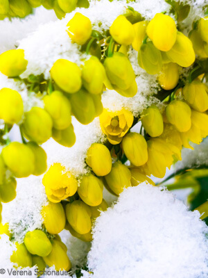 Winterblüher Mahonia Media Winter Sun blüht auch im Schnee im Garten