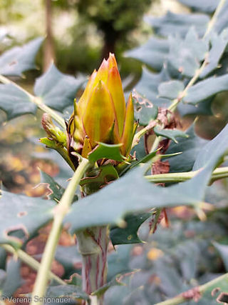 Winterblüher für den Garten Mahonia media mit imposanter Knospe