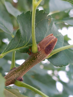 Knospe des Klimabaumes Blumenesche, Fraxinus ornus