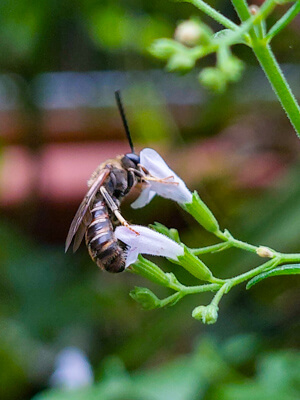 Furchenbiene an Bergquendel - Futterpflanzen für Wildbienen