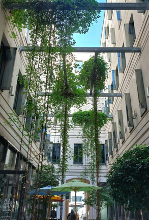 Die Akebia in einer Wiener Innehof-Passage, 2023