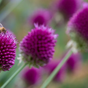 Bienenfreundlicher Zierlauch für den Sommer! Allium sphaerocephalon, der Kugelköpfige Lauch
