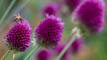 Bienenfreundlicher Zierlauch für den Sommer! Allium sphaerocephalon, der Kugelköpfige Lauch 