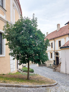 Klimabaum Blumenesche Farxinus ornus