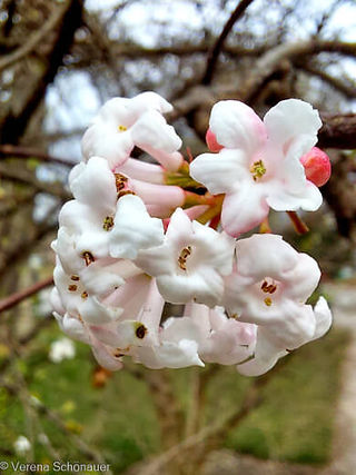 Winterblüher für den Garten Winter-Duftschneeball Viburnum farreri