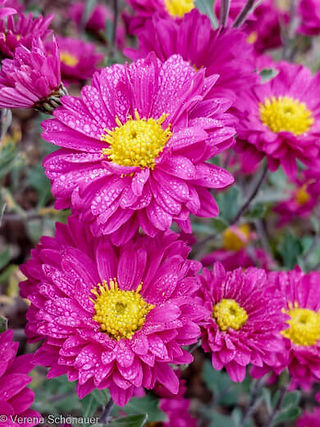 knalliges Pink und ungefüllte Blüten bei Chrysanthemen für das Blumenbeet
