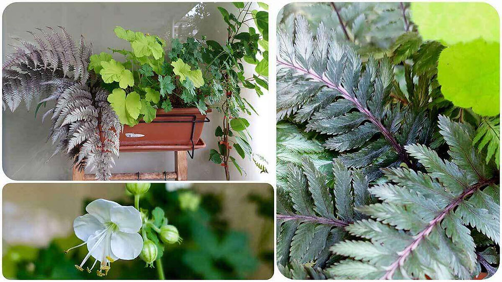 mehrjährige Blumen für den schattigen Balkon