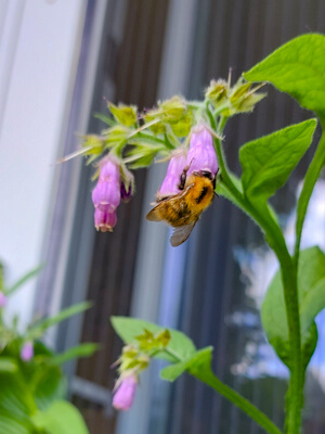 Ackerhummel - Futterpflanzen für Wildbienen - Beinwell