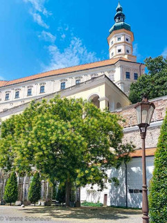 Klimabaum Schnurbaum im Schlosspark Mikulov