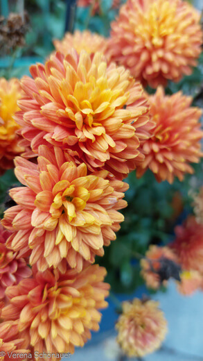 Pomponartige Blütenköpfe bei Chrysanthemum