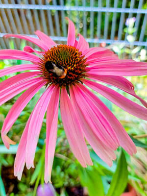 Sonnenhut & Hummel, Wildbiene und Nisthilfen