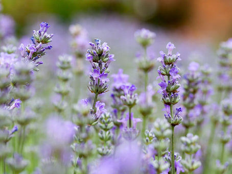 Lavendel schneiden ohne Ansgt