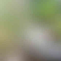 Steine schaffen Atmosphäre und nützen Insekten am Balkongarten