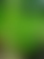 Ysop, Hyssopus officinalis gehört zu den natürlichen Suppenkräuter von Gartenexpertin Verena Schönauer