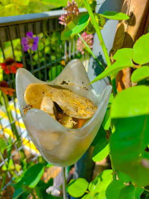 Insektentränke für Wildbienen am Balkon und im Garten