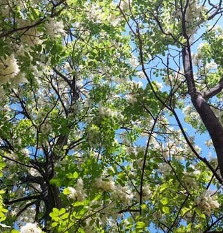 Blühender Klimabaum Fraxinus ornus als Gartenbaum, Blumenesche