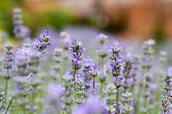 Lavendelfeld im Detail bringt einen lila Hauch von Atmosphäre in den Garten