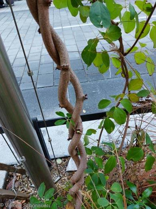 Der Schokoladenwein, Akebia, ebtwickelt starke Triebe. Sie ist eine schlingende Kletterpflanze