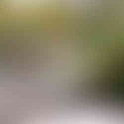 Innenhofentsiegelung Hoffest Halirschgasse - Pflanzplanung Verena Schönauer