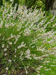 weißer Lavendelbusch