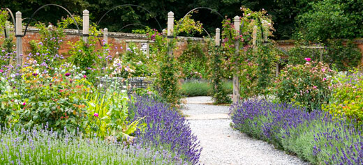 Lavendelhecken säumen üppige Blumenbeete entlang eines Weges