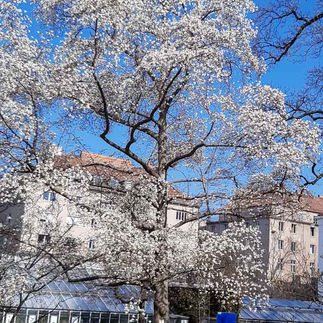 Frühlingsblüher Stern-Magnolien-Baum in voller Frühlingsblüte