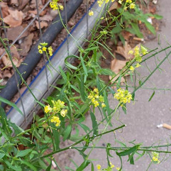 Wildkäuter auf der Baustelle - Pflanzenbegegnungen