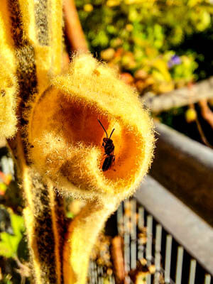 Schlafplatz für Wildbiene in abgestorbenen Königskerzenblatt
