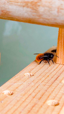 Gehörnte Mauerbiene auf Nistblock für Wildbienen