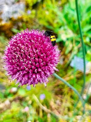 Lauchblüte und Wildbiene, Nisthilfe