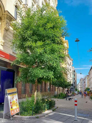 Sophora japonica 'Regent' in Wien oft gepflanzt