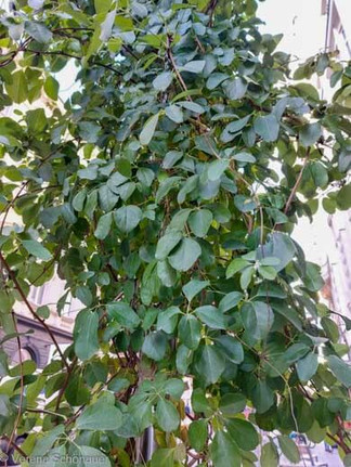 Die Blätter der Fünfblättrigen Akebia, auch Schokoladenwein genannt