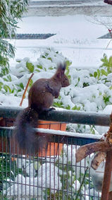 Eichhörnchen im Winter am Balkon - Tiere fördern am Balkon