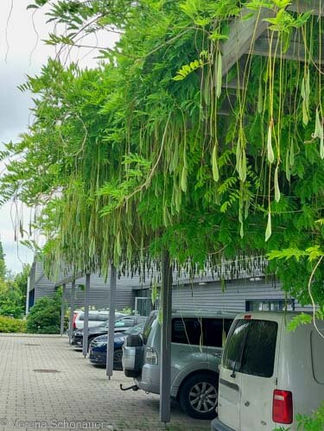Parkplatz beschatten - Strahlungshitze reduzieren - 4 Tipps zur Gartenplanung und Gartengestaltung im Klimawandel von Gartenarchitektin Verena Schönauer