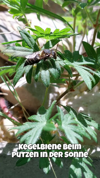 Insekten am Balkongarten - Kegelbiene im Detail