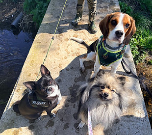 Group walk .jpeg