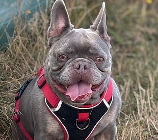 rocco.jpeg
