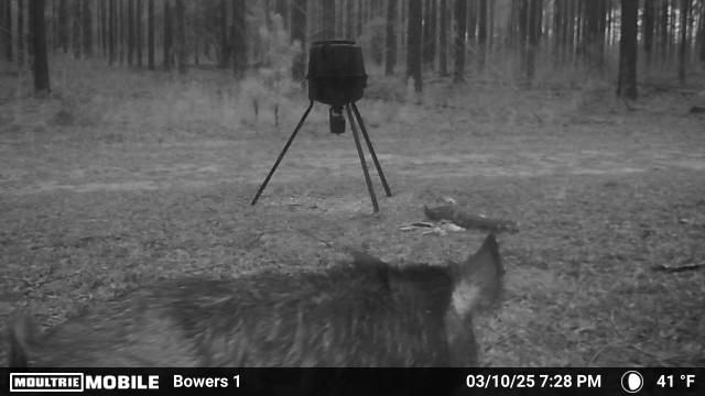 Young boar coming to feed