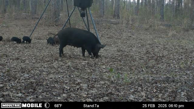 Big sow with her piglets 